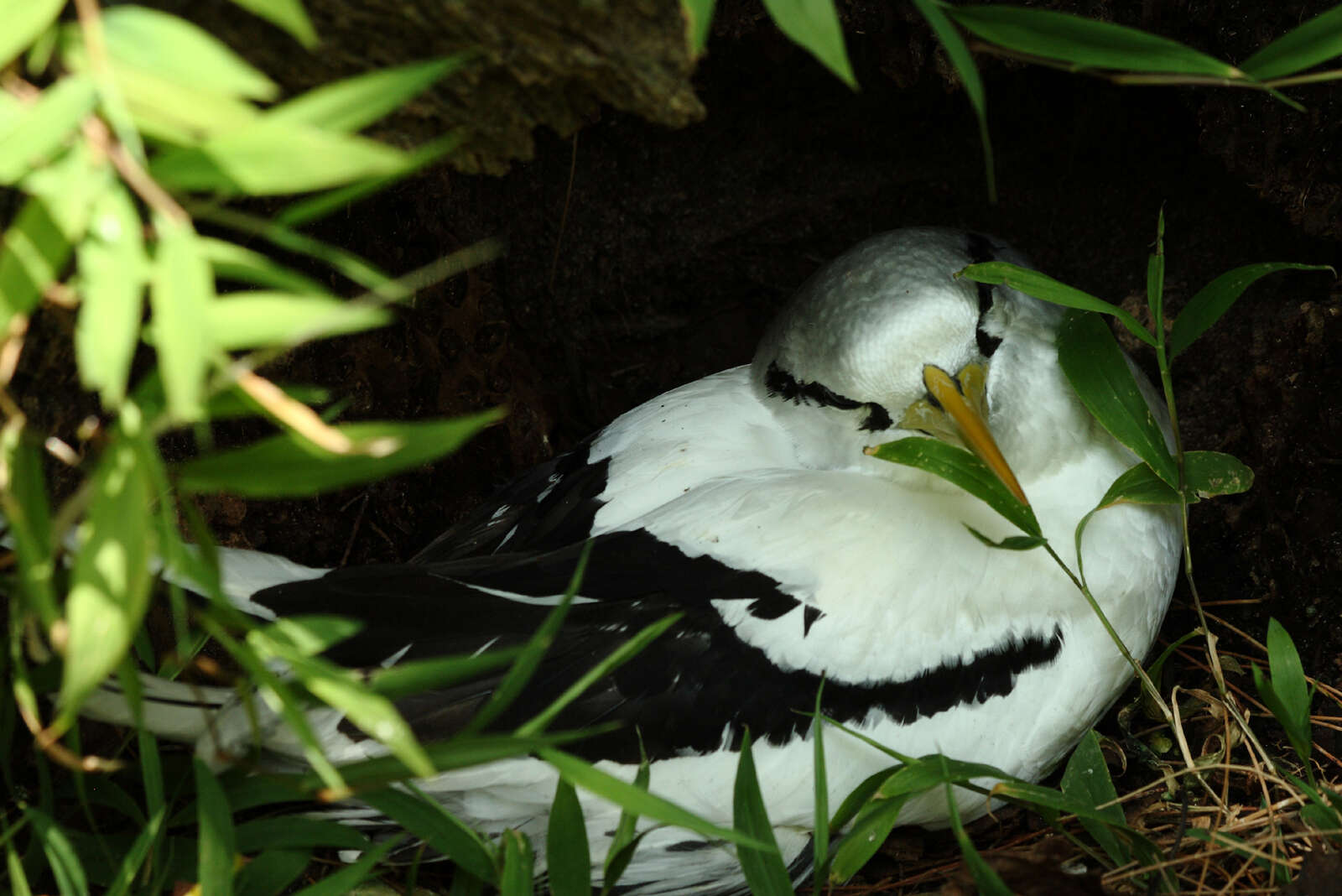 Image of White-tailed Tropicbird