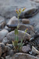 Image of heartleaf twistflower