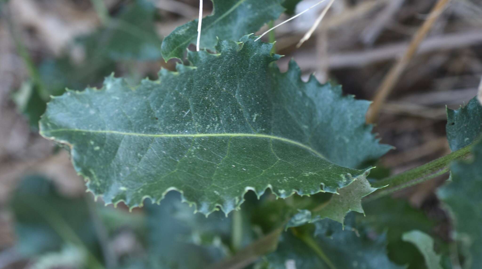 Sivun Acourtia wrightii (A. Gray) Reveal & R. M. King kuva