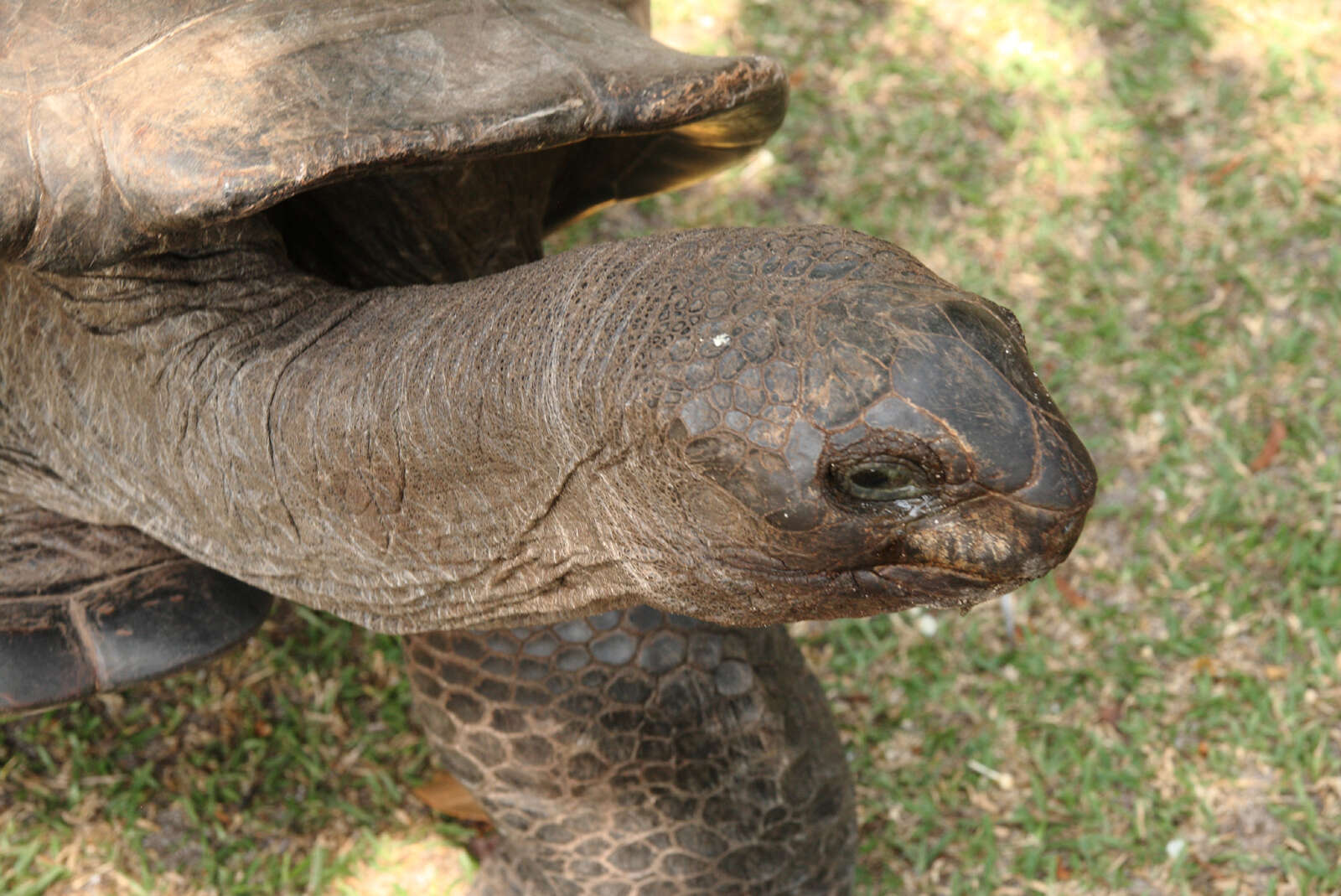 Image de Aldabrachelys