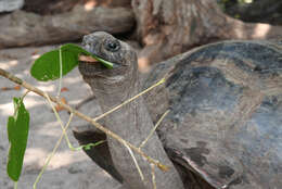 Image de Aldabrachelys