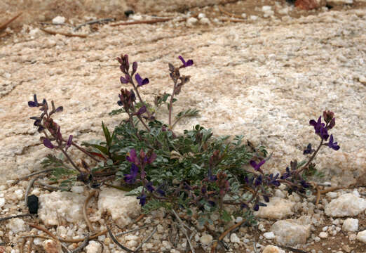 Image de Astragalus albens Greene