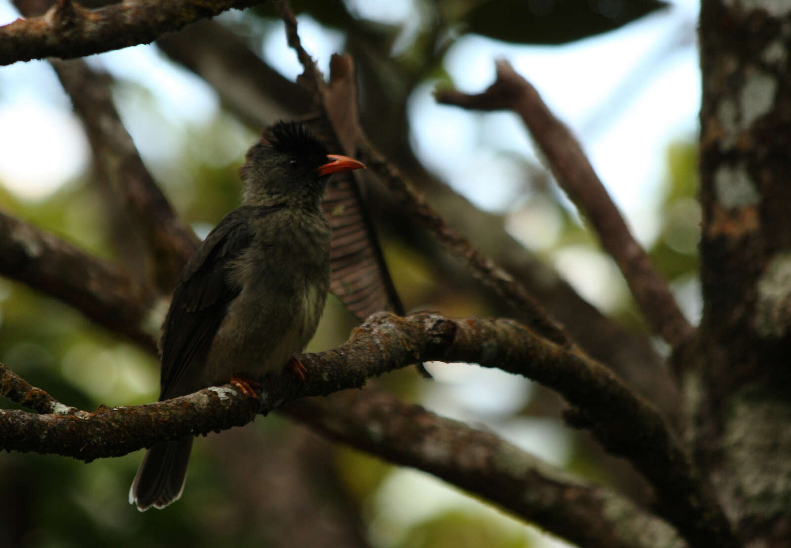 Image of Seychelles Black Bulbul