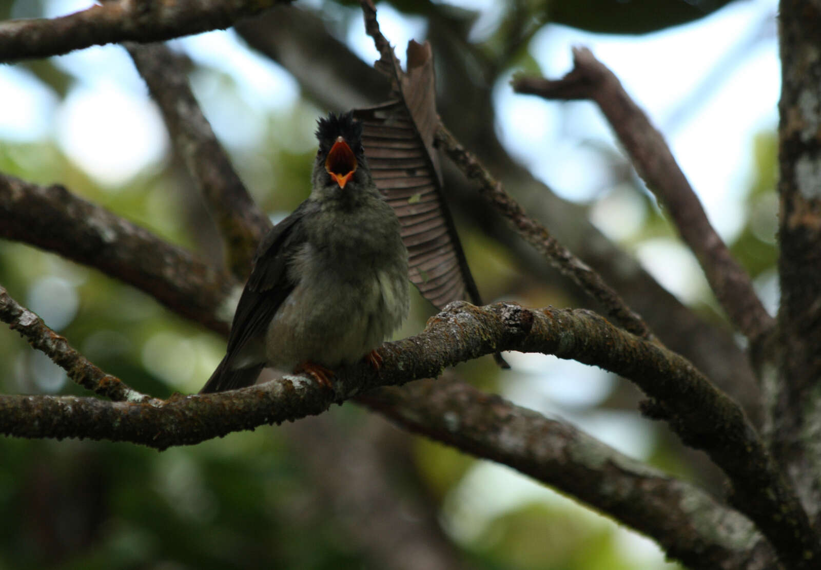 Image of Seychelles Black Bulbul