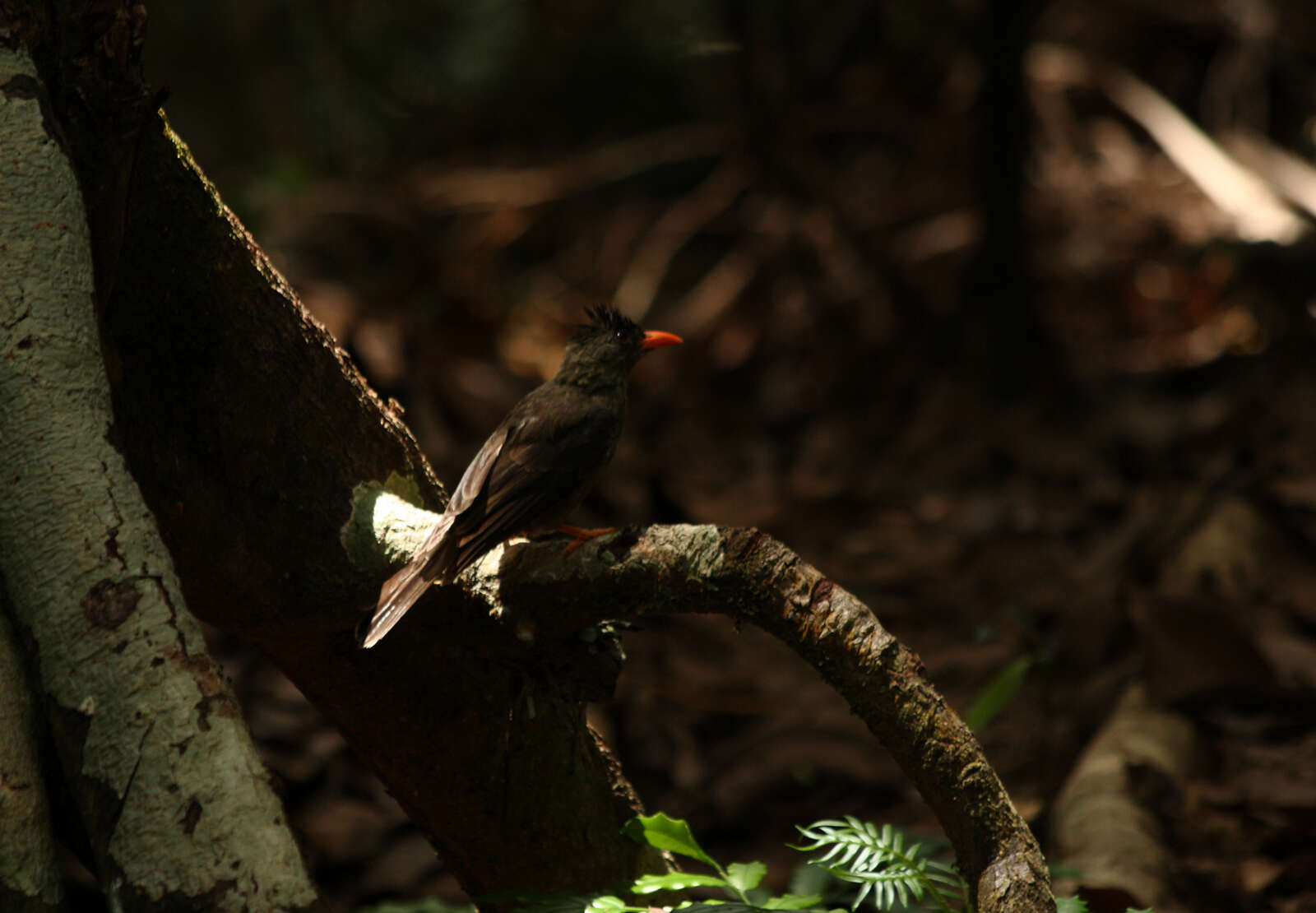 Image of Seychelles Black Bulbul