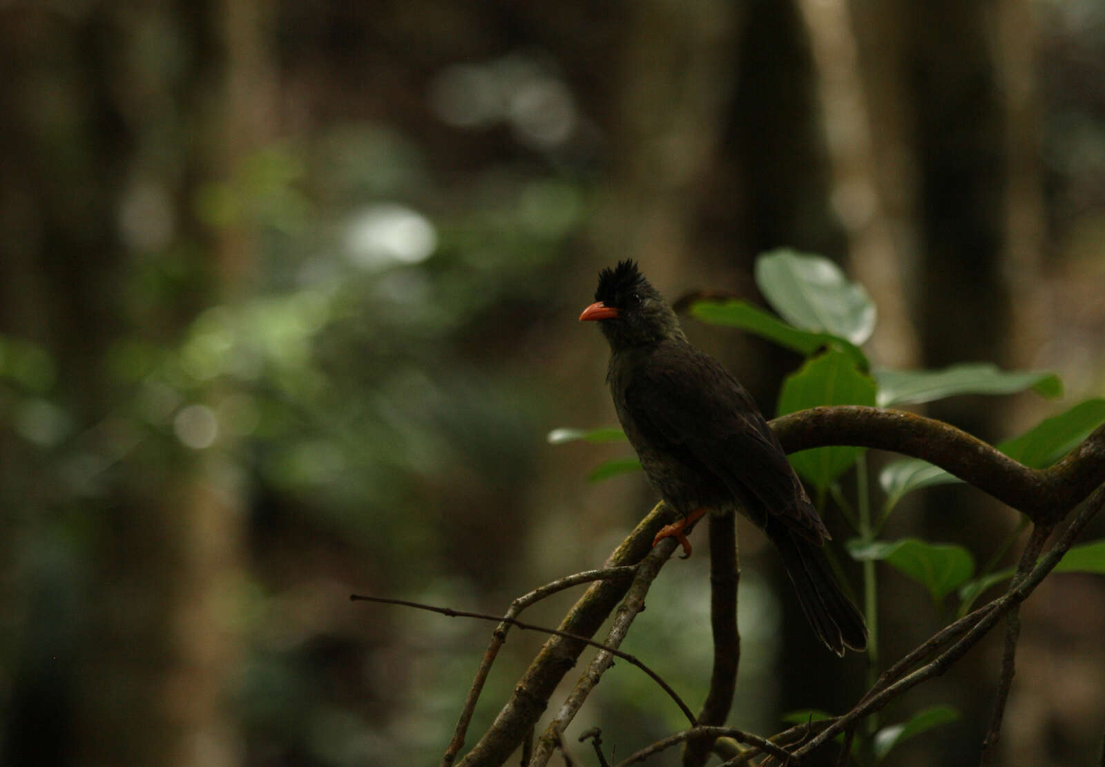 Image of Seychelles Black Bulbul