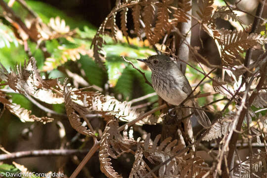 Image of Inland Thornbill