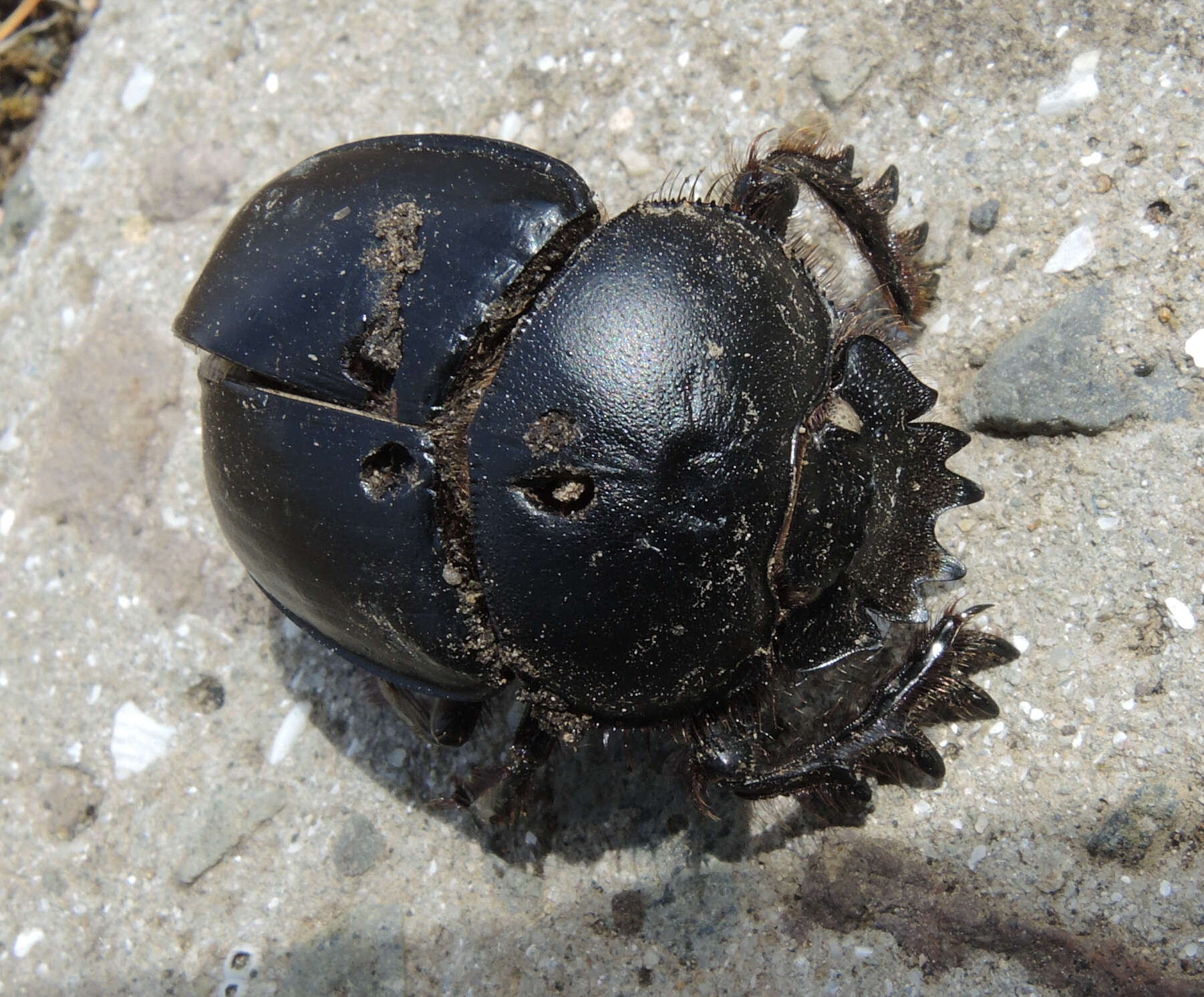 Image of Scarabaeus typhon (Fischer von Waldheim 1823)