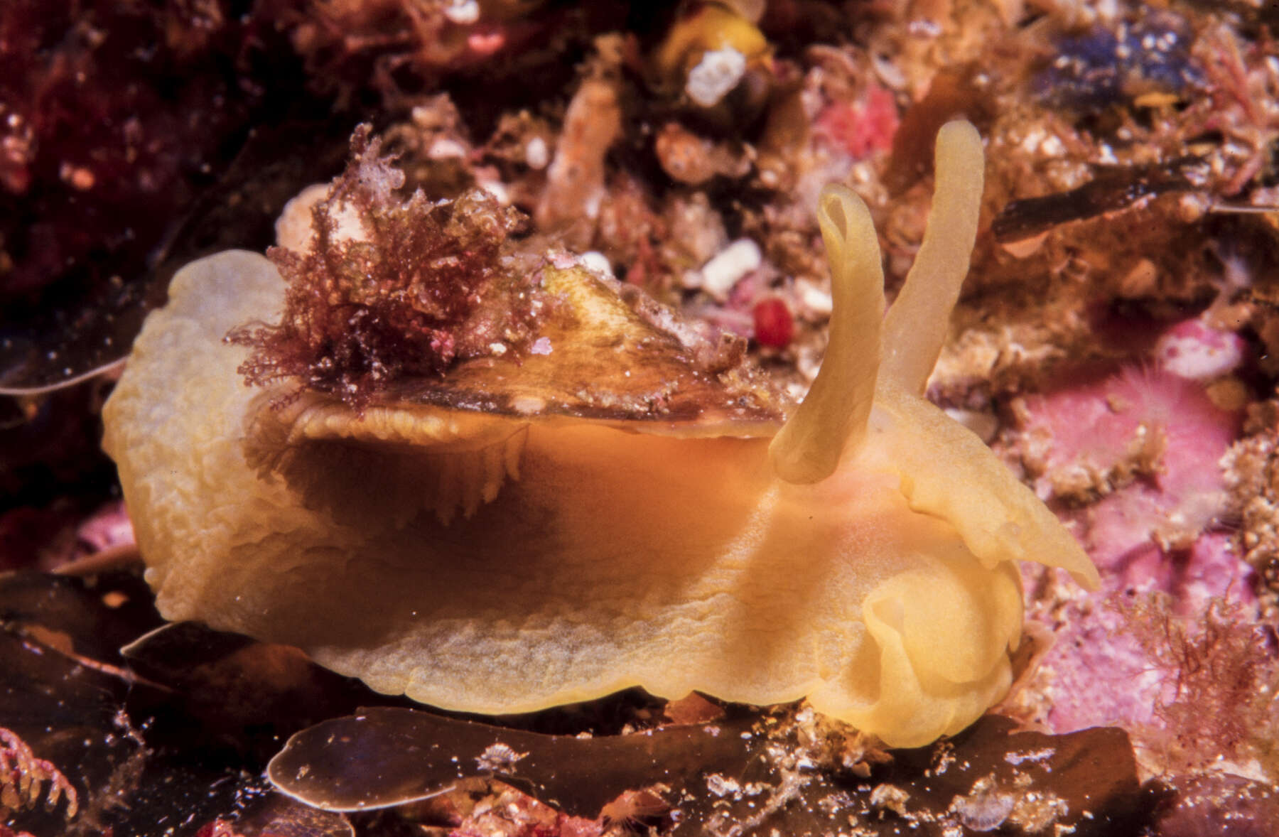 Image of Small Umbrella Slug