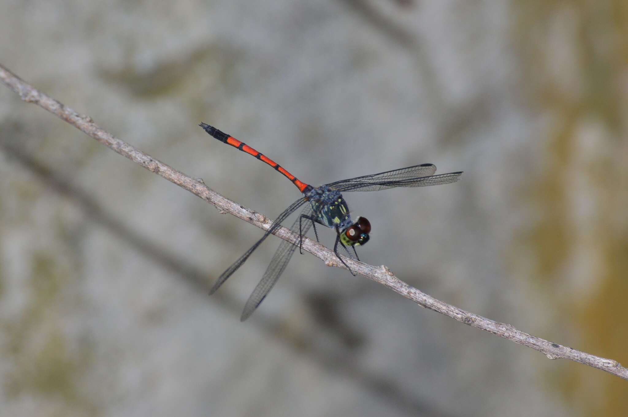 Image de Agrionoptera insignis (Rambur 1842)