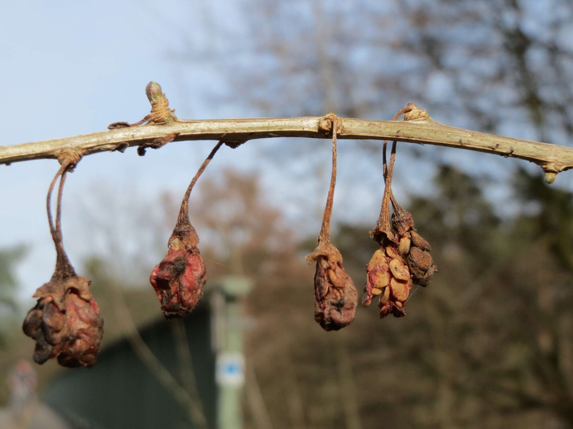 Image of matrimony vine