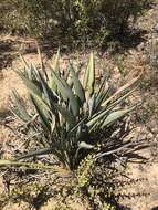 Image of Strelitzia reginae subsp. reginae