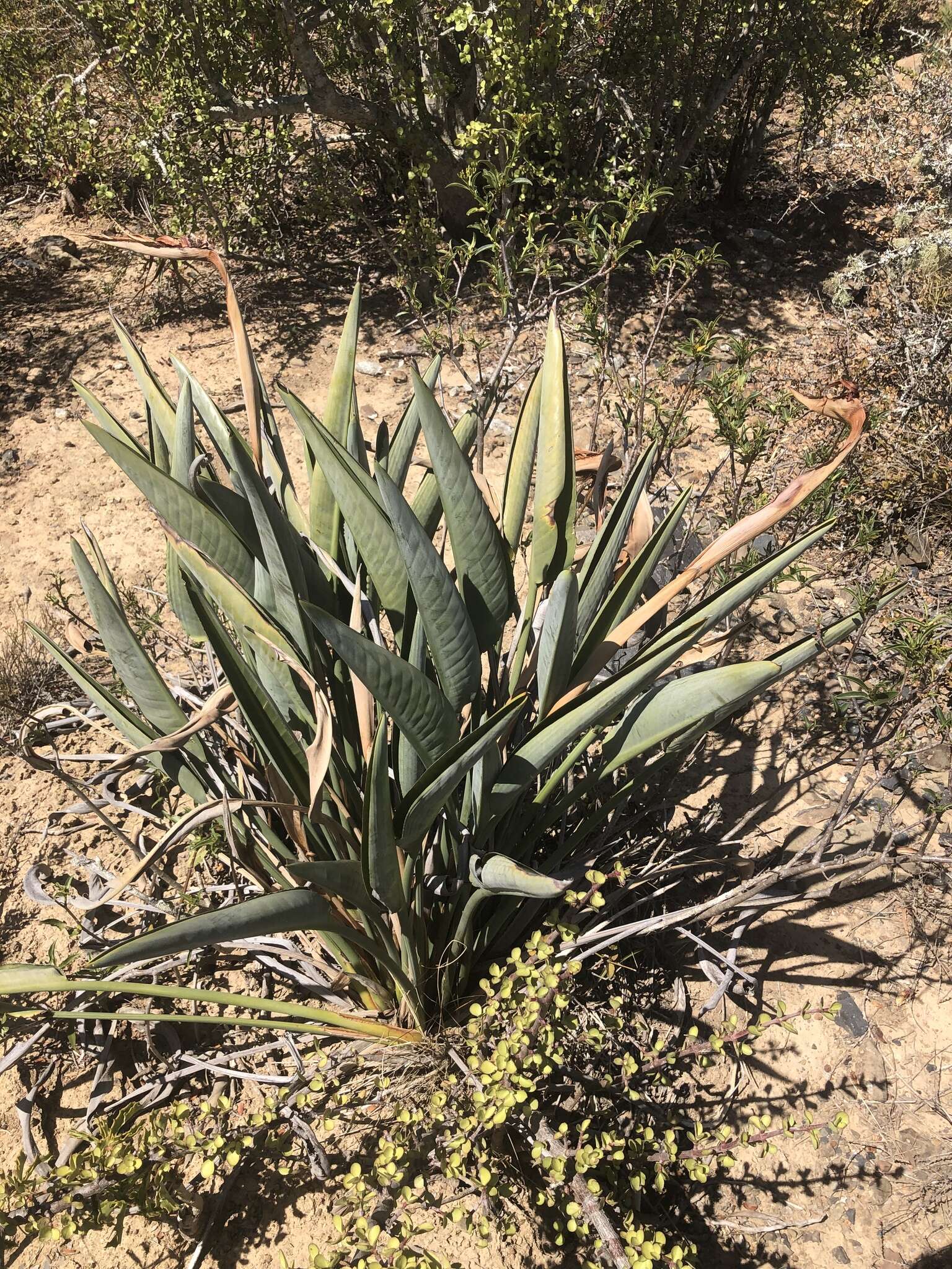 Image of Strelitzia reginae subsp. reginae