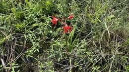 Imagem de Hippeastrum santacatarina (Traub) Dutilh