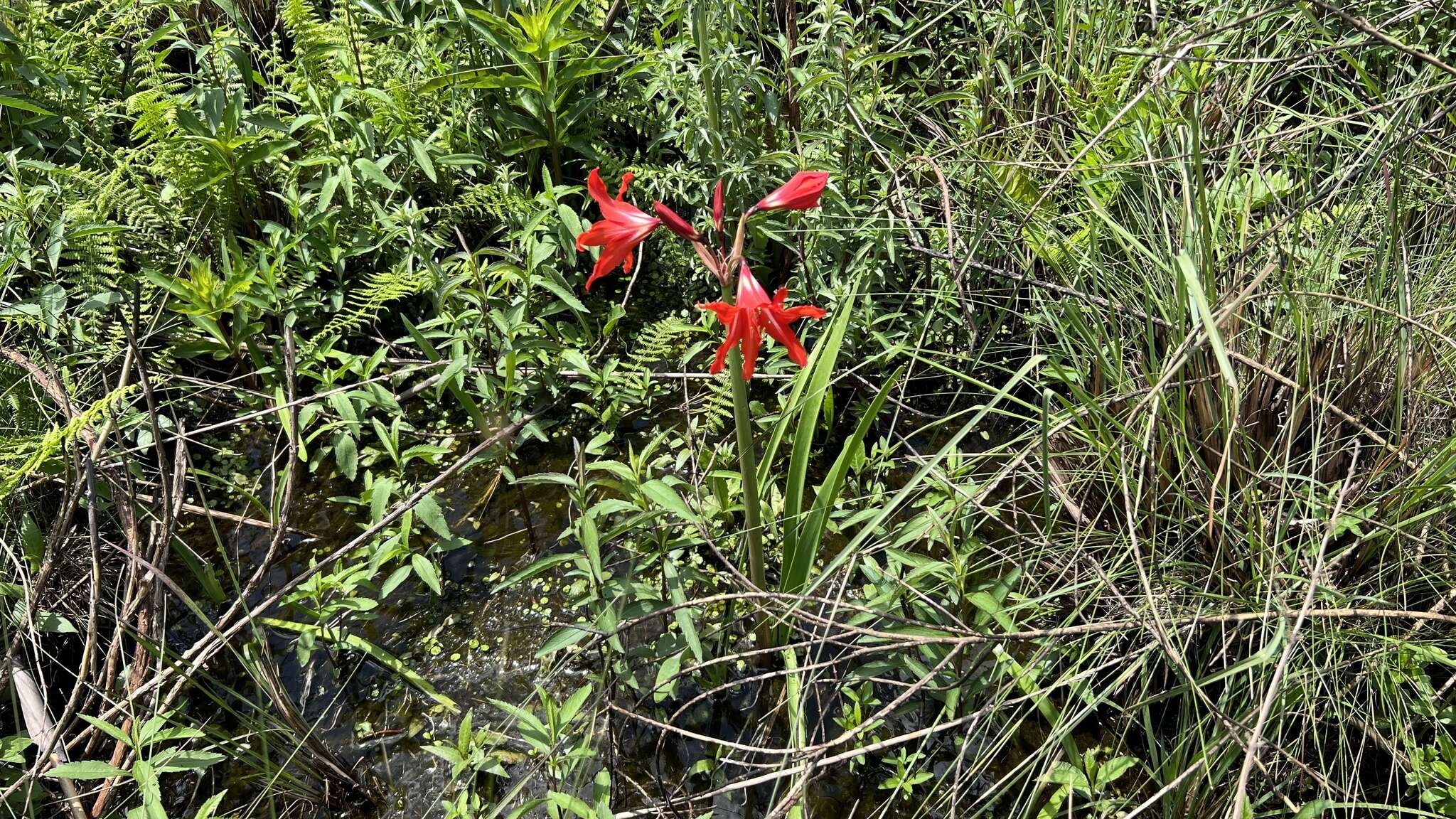 Image of Hippeastrum santacatarina (Traub) Dutilh