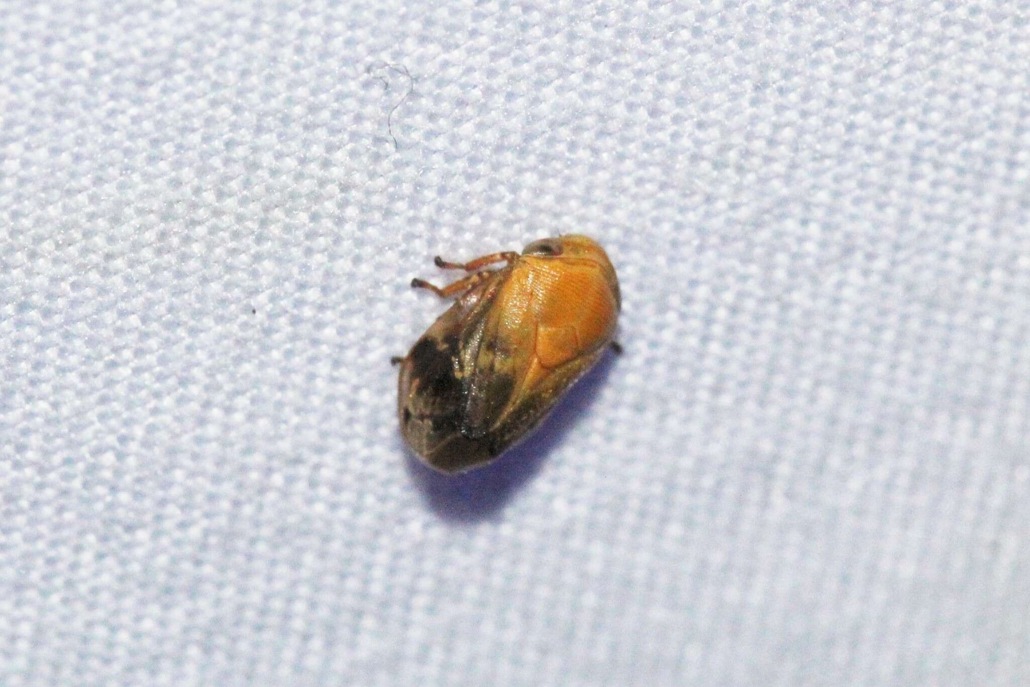 Image of Pecan Spittlebug