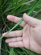 Image of sandysoil Indiangrass