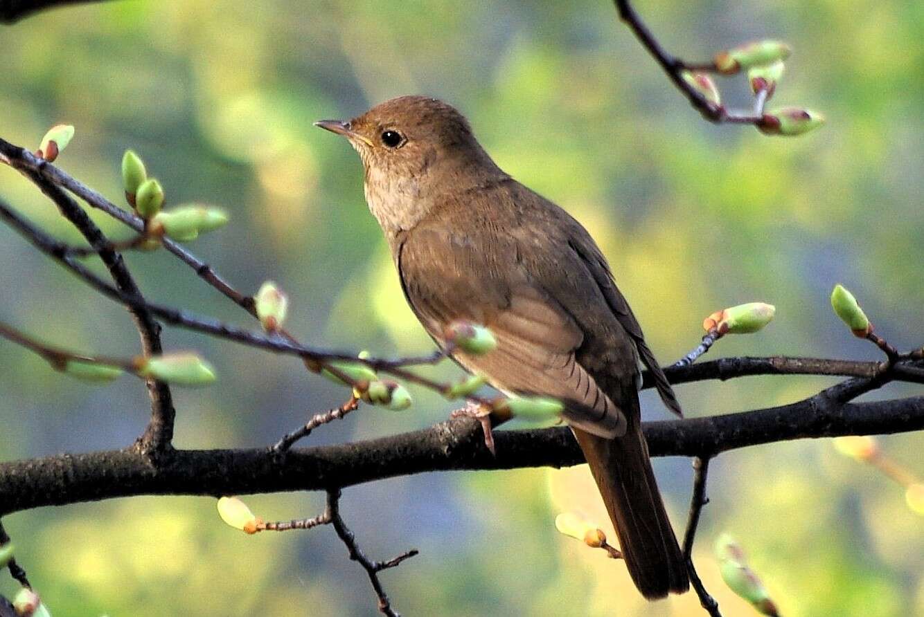 Image of Thrush Nightingale