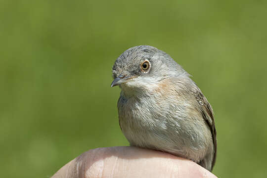 Image of Eastern Subalpine Warbler