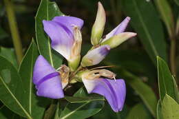 Image of Holy Mangrove