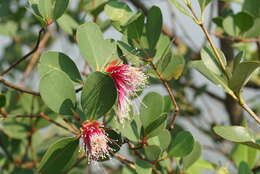 Image of Apple Mangrove