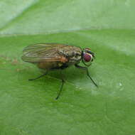 Image of Root-maggot fly