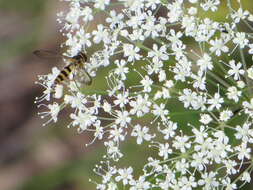 Image of Banded Meliscaeva