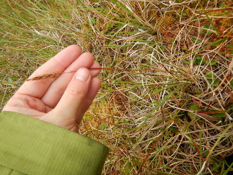 Image of Holm's reedgrass