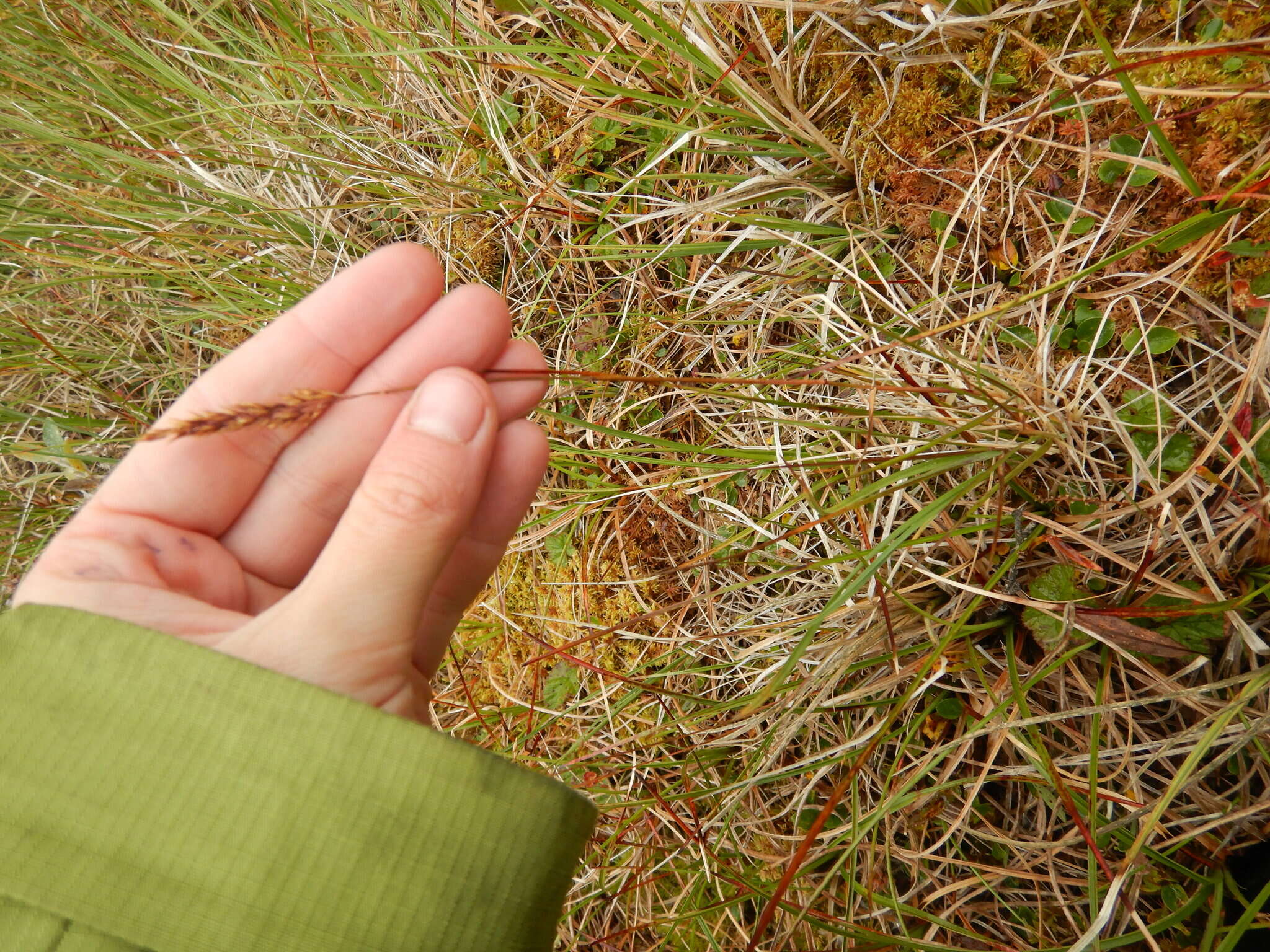 Image of Holm's reedgrass