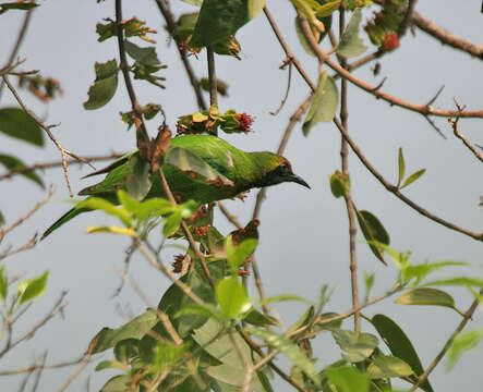 Image of Golden-fronted Leafbird