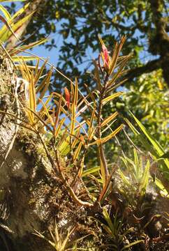 Image of Columnea linearis Oerst.