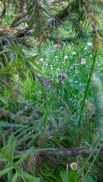 Image of Centaurea scabiosa subsp. scabiosa