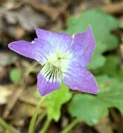 Viola edulis Spach resmi