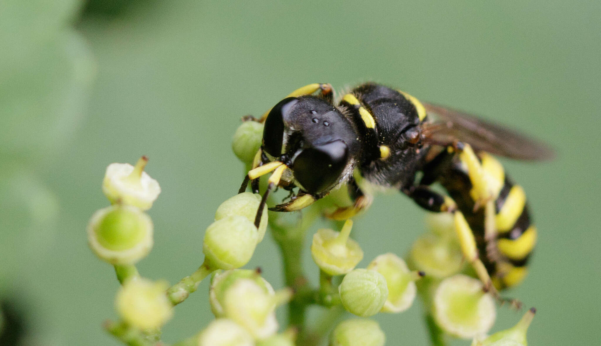 Ectemnius cephalotes (Olivier 1792)的圖片