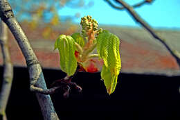 Image of European horse chestnut