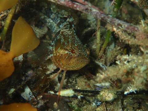 Image of Adelaide weedfish