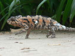 Image of Panther Chameleon