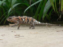 Image of Panther Chameleon