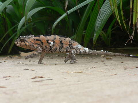 Image of Panther Chameleon