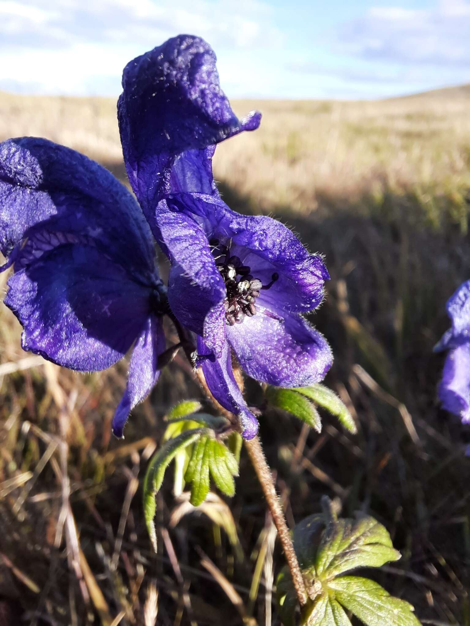 Imagem de <i>Aconitum paskoi</i>