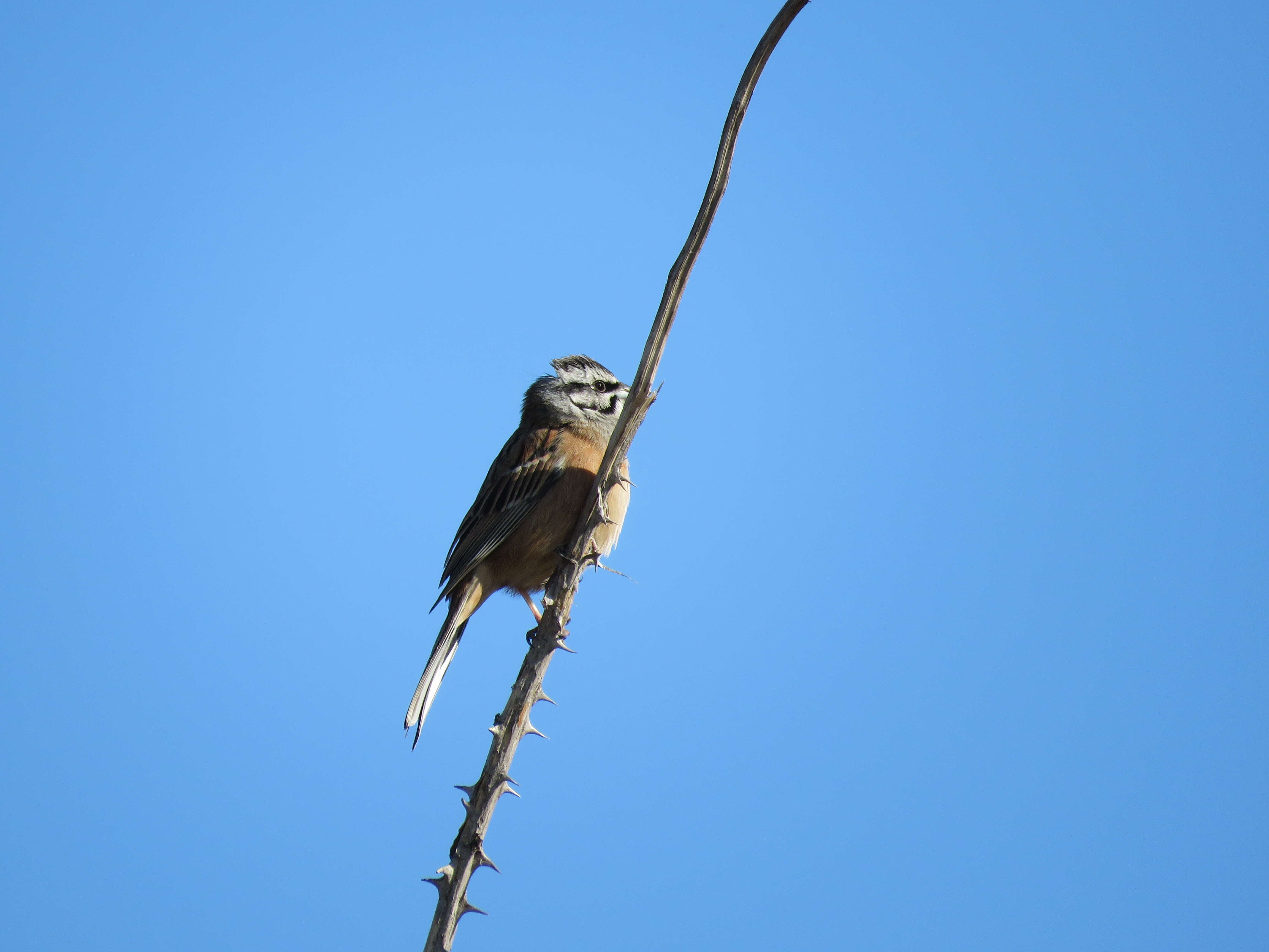 Image of European Rock Bunting