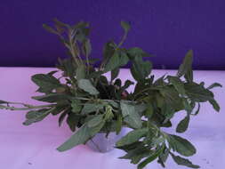 Image of Mediterranean Amaranth