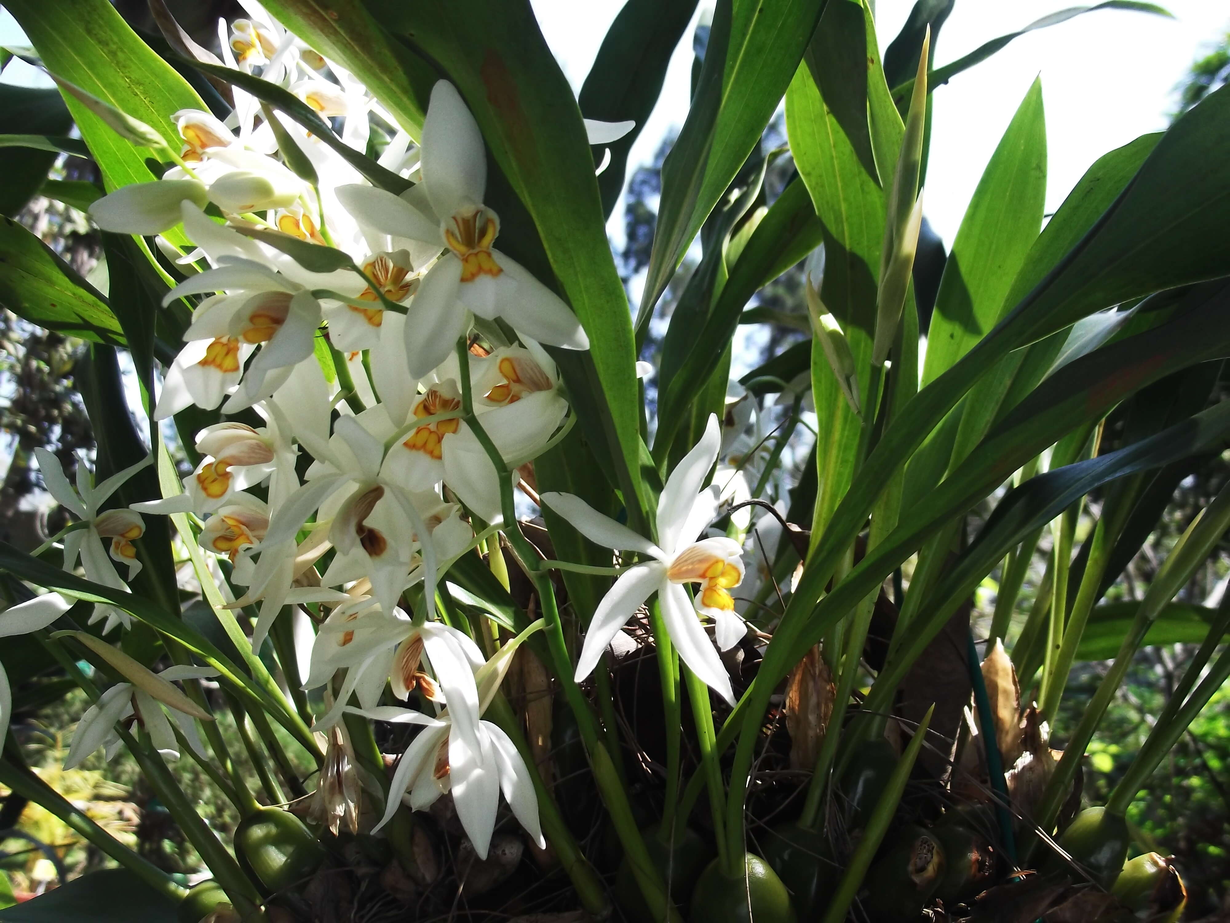 Image of Coelogyne nitida (Wall. ex D. Don) Lindl.