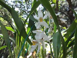 Image of Coelogyne nitida (Wall. ex D. Don) Lindl.