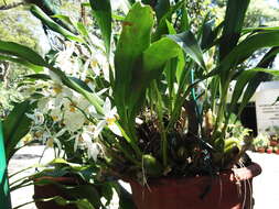 Image of Coelogyne nitida (Wall. ex D. Don) Lindl.