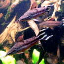 Image of Flagtail catfish