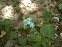 Plancia ëd Myosotis speciosa Pomel