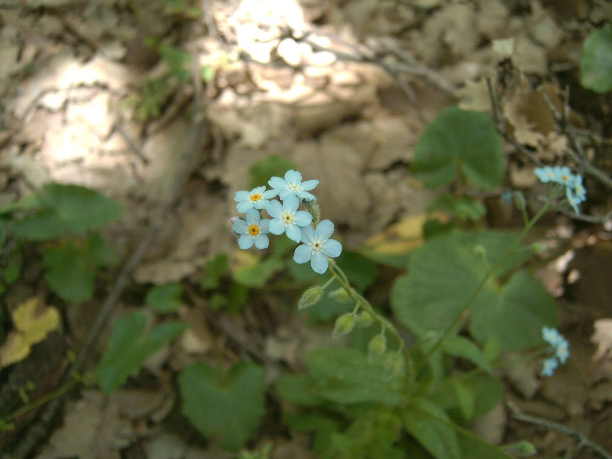 Plancia ëd Myosotis speciosa Pomel