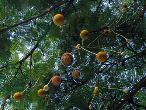 Plancia ëd Parkia pendula (Willd.) Walp.