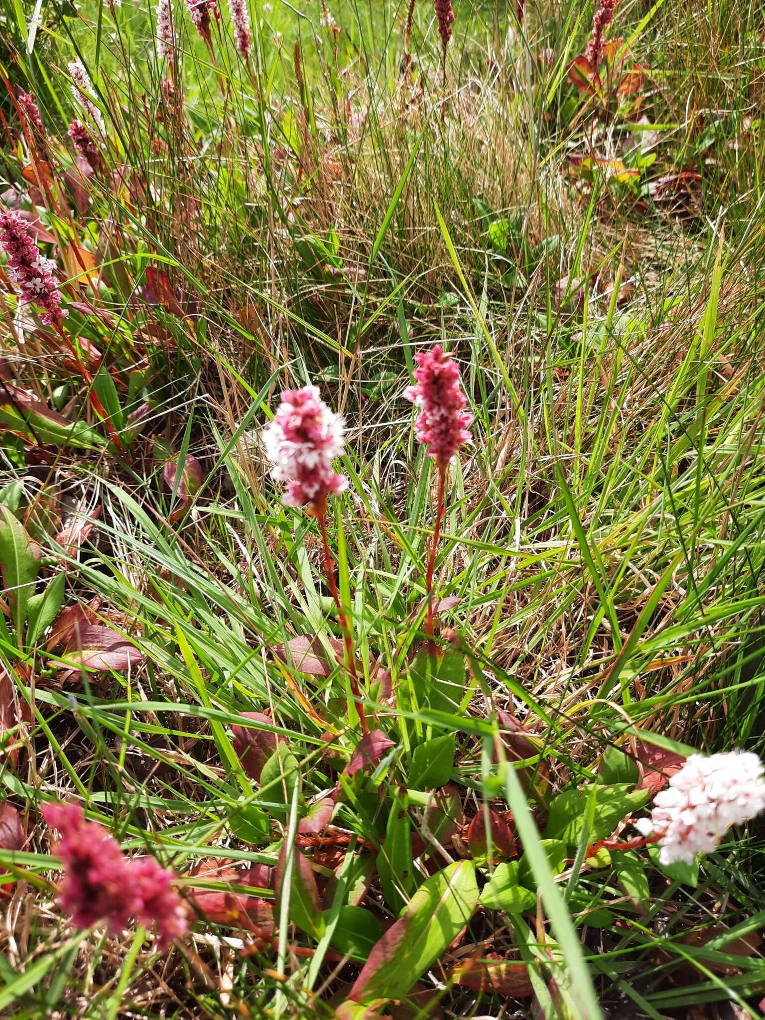 Image of Bistorta affinis (D. Don) Greene